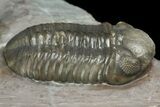 Two Austerops Trilobites With Belenopyge-Like Lichid - Jorf #154202-4